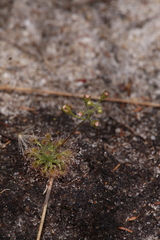 Drosera nitidula