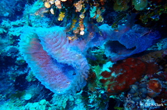 Callyspongia plicifera