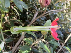 Passiflora mixta pilaloensis