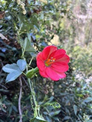 Passiflora mixta pilaloensis