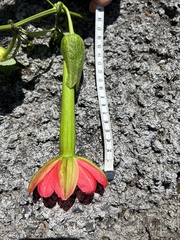 Passiflora mixta pilaloensis