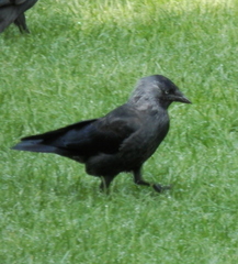 Corvus monedula