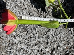 Passiflora mixta pilaloensis