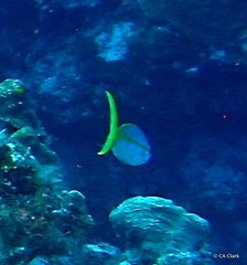 Ocyurus chrysurus