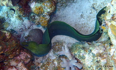 Gymnothorax funebris