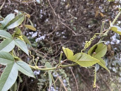 Passiflora mixta pilaloensis