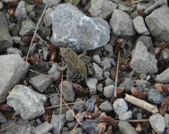 Pseudacris triseriata