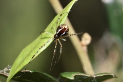 Theridion pyramidale