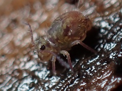 Ptenothrix