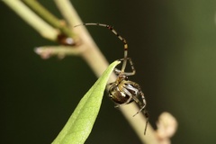 Theridion pyramidale