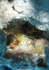 Stenopus scutellatus