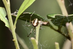 Theridion pyramidale