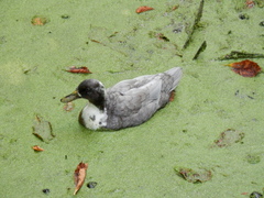 Anas platyrhynchos domesticus