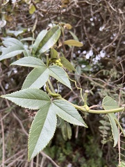 Passiflora mixta pilaloensis