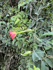Passiflora mixta pilaloensis