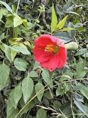 Passiflora mixta pilaloensis