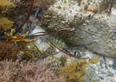 Notolabrus parilus