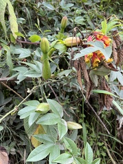 Passiflora mixta pilaloensis
