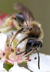 Andrena rugosa