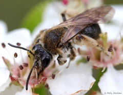 Andrena rugosa