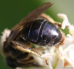 Andrena rugosa