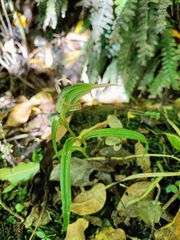 Pterostylis banksii