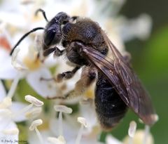 Andrena rugosa