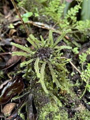 Plagiochila