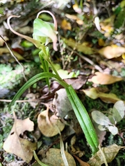 Pterostylis banksii