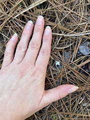 Houstonia procumbens
