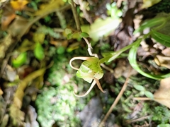 Pterostylis banksii