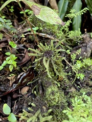 Plagiochila