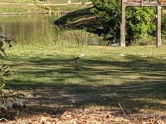 Upupa epops longirostris