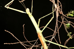 Anchiale austrotessulata