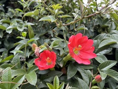 Passiflora mixta pilaloensis