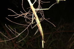 Anchiale austrotessulata