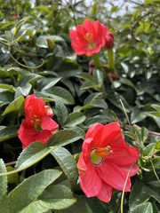 Passiflora mixta pilaloensis