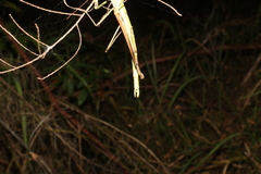 Anchiale austrotessulata