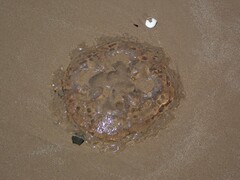 Catostylus