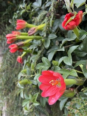 Passiflora mixta pilaloensis