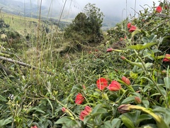 Passiflora mixta pilaloensis