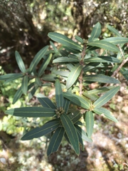 Pseudopanax linearis