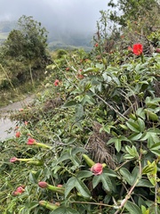Passiflora mixta pilaloensis
