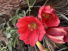 Passiflora mixta pilaloensis