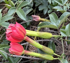 Passiflora mixta pilaloensis
