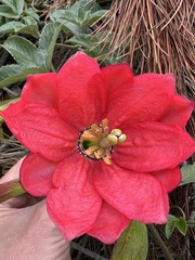 Passiflora mixta pilaloensis