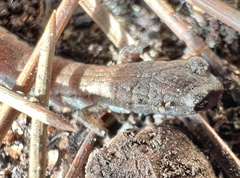 Batrachoseps gavilanensis