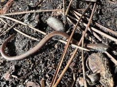 Batrachoseps gavilanensis