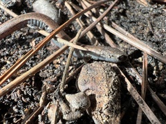 Batrachoseps gavilanensis