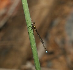 Austrocnemis splendida